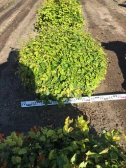 Beuk Als Bolvorm (Fagus Sylvatica) -Garden Plants Series Store fagus sylvatica 90 cm breed platte bol drkl 2