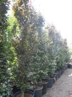 Rode Zuilbeuk (Fagus Sylvatica 'Dawyck Purple') -Garden Plants Series Store fagus sylvatica dawijck purple 350 400 450 c130