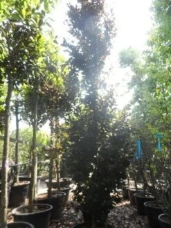 Rode Zuilbeuk (Fagus Sylvatica 'Dawyck Purple') -Garden Plants Series Store fagus sylvatica dawijck purple 450 500 c160