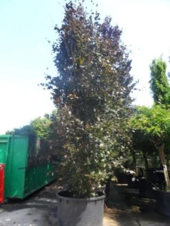 Rode Zuilbeuk (Fagus Sylvatica 'Dawyck Purple') -Garden Plants Series Store fagus sylvatica dawijck purple 500 600 c1000