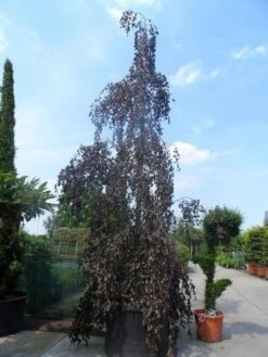 Rode Treurbeuk (Fagus Sylvatica 'Purpurea Pendula') -Garden Plants Series Store fagus sylvatica purpurea pendula 600 700 800 c1000