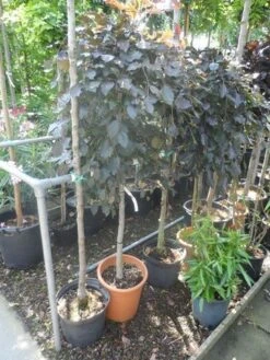 Rode Treurbeuk (Fagus Sylvatica 'Purpurea Pendula') -Garden Plants Series Store fagus sylvatica purpurea pendula halfstam c20