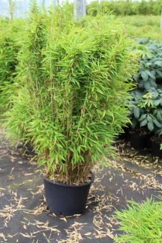 Niet Woekerende Bamboe (Fargesia Robusta) 15 Niet Woekerende Bamboe (Fargesia Robusta) - Image 13