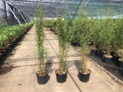 Niet Woekerende Bamboe (Fargesia 'Jiuzhaigou') 25 Niet Woekerende Bamboe (Fargesia 'Jiuzhaigou') -Garden Plants Series Store fargesia 2