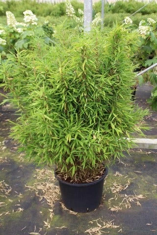 Niet Woekerende Bamboe (Fargesia Robusta) 16 Niet Woekerende Bamboe (Fargesia Robusta) - Image 14