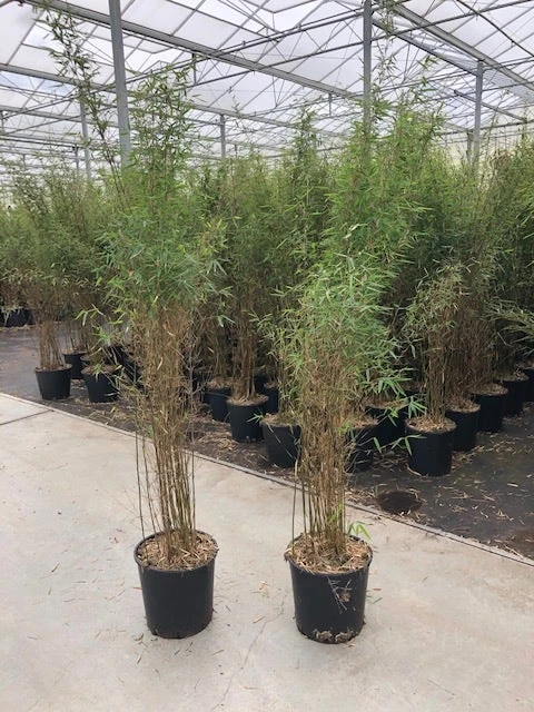 Niet Woekerende Bamboe (Fargesia 'Jiuzhaigou') 10 Niet Woekerende Bamboe (Fargesia 'Jiuzhaigou') - Image 8
