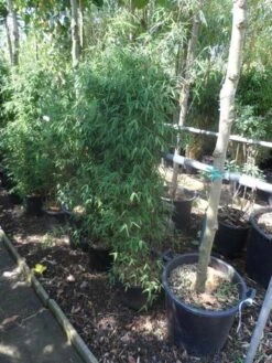 Niet Woekerende Bamboe (Fargesia 'Jiuzhaigou') 34 Niet Woekerende Bamboe (Fargesia 'Jiuzhaigou') -Garden Plants Series Store fargesia jiu 125 150 c12