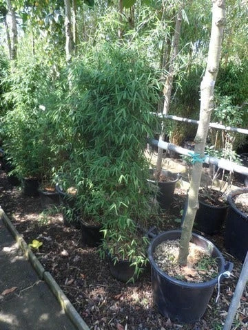 Niet Woekerende Bamboe (Fargesia 'Jiuzhaigou') 18 Niet Woekerende Bamboe (Fargesia 'Jiuzhaigou') - Image 16