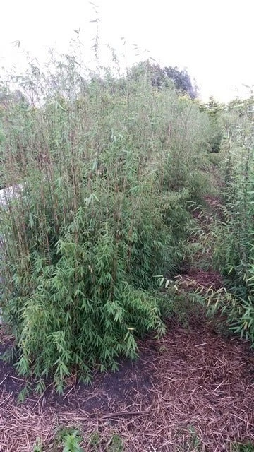 Niet Woekerende Bamboe (Fargesia 'Jiuzhaigou') 4 Niet Woekerende Bamboe (Fargesia 'Jiuzhaigou') - Image 2