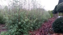 Niet Woekerende Bamboe (Fargesia 'Jiuzhaigou') 23 Niet Woekerende Bamboe (Fargesia 'Jiuzhaigou') -Garden Plants Series Store fargesia jiuzaghou 4 1