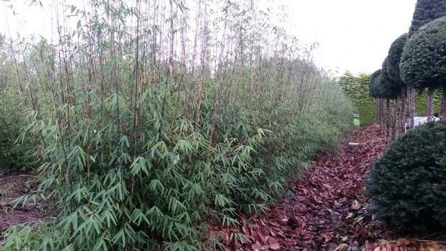 Niet Woekerende Bamboe (Fargesia 'Jiuzhaigou') 7 Niet Woekerende Bamboe (Fargesia 'Jiuzhaigou') - Image 5