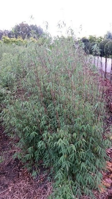 Niet Woekerende Bamboe (Fargesia 'Jiuzhaigou') 5 Niet Woekerende Bamboe (Fargesia 'Jiuzhaigou') - Image 3