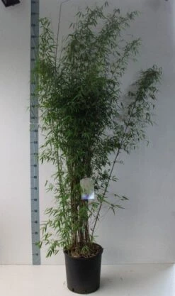 Niet Woekerende Bamboe (Fargesia 'Jiuzhaigou') 33 Niet Woekerende Bamboe (Fargesia 'Jiuzhaigou') -Garden Plants Series Store fargesia juizhaigo 125 150 co. 18l kopie kopie