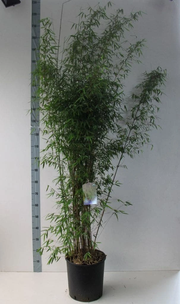 Niet Woekerende Bamboe (Fargesia 'Jiuzhaigou') 17 Niet Woekerende Bamboe (Fargesia 'Jiuzhaigou') - Image 15