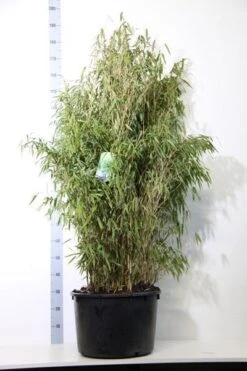 Niet Woekerende Bamboe (Fargesia Murieliae 'Simba') -Garden Plants Series Store fargesia mur. simba 125 150 cm co. 40l 2