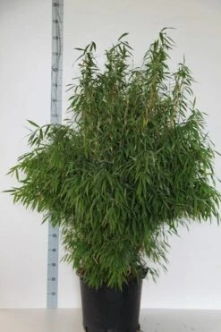 Niet Woekerende Bamboe (Fargesia Murieliae 'Jumbo') -Garden Plants Series Store fargesia mur. super jumbo 125 150 cm co.30l 1