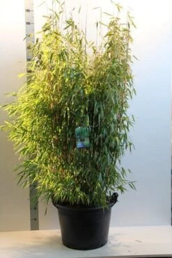 Niet Woekerende Bamboe (Fargesia Murieliae 'Jumbo') -Garden Plants Series Store fargesia mur. super jumbo 150 175 cm co. 35l 1