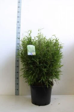 Niet Woekerende Bamboe (Fargesia Murieliae 'Bimbo') -Garden Plants Series Store fargesia mur bimbo 60 80 cm co. 20l kopie