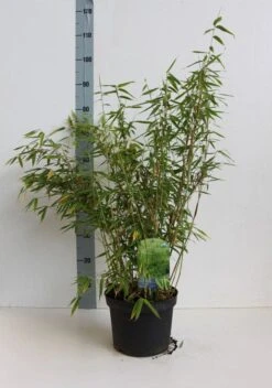 Niet Woekerende Bamboe (Fargesia Murieliae 'Simba') -Garden Plants Series Store fargesia mur simba 50 60 cm co.5l kopie 2