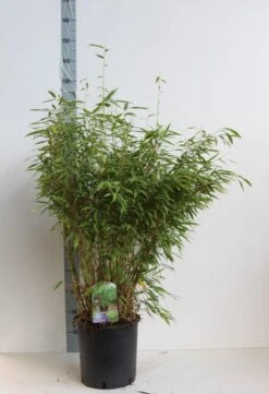 Niet Woekerende Bamboe (Fargesia Murieliae 'Jumbo') -Garden Plants Series Store fargesia mur super jumbo 80 100 cm co. 12l. kopie 1