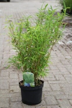Niet Woekerende Bamboe (Fargesia Murieliae 'Bimbo') -Garden Plants Series Store fargesia murieliae bimbo 3