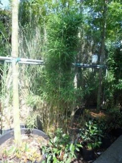 Niet Woekerende Bamboe (Fargesia Murieliae 'Jumbo') -Garden Plants Series Store fargesia murieliae jumbo 175 200 c35 1