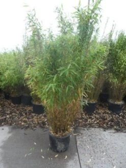 Niet Woekerende Bamboe (Fargesia Murieliae 'Simba') -Garden Plants Series Store fargesia murieliae simba 125 150 c20 1