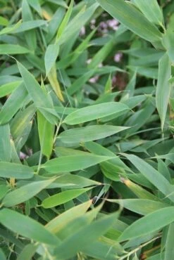 Niet Woekerende Bamboe (Fargesia Murieliae 'Simba') -Garden Plants Series Store fargesia murieliae simba 1 2