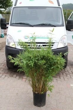 Niet Woekerende Bamboe (Fargesia Murieliae 'Simba') -Garden Plants Series Store fargesia murieliae simba 2 2