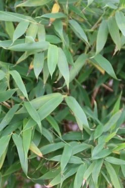 Niet Woekerende Bamboe (Fargesia Murieliae 'Simba') -Garden Plants Series Store fargesia murieliae simba 3 2