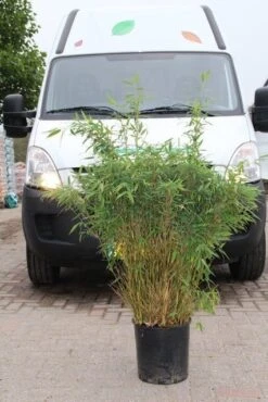 Niet Woekerende Bamboe (Fargesia Murieliae 'Simba') -Garden Plants Series Store fargesia murieliae simba 4 2