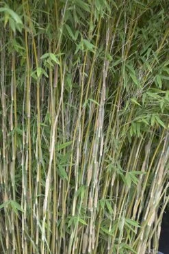 Bamboe (Fargesia Nitida 'Nymphenburg')