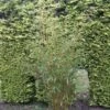 Niet Woekerende Bamboe (Fargesia Robusta) -Garden Plants Series Store fargesia robusta 1