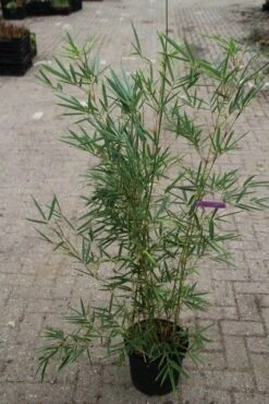 Niet Woekerende Bamboe (Fargesia Robusta) 24 Niet Woekerende Bamboe (Fargesia Robusta) -Garden Plants Series Store fargesia robusta 1