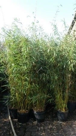 Niet Woekerende Bamboe (Fargesia Robusta) 11 Niet Woekerende Bamboe (Fargesia Robusta) - Image 9