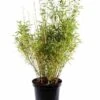 Niet Woekerende Bamboe (Fargesia Murieliae 'Bimbo') -Garden Plants Series Store fargesiabimbo01 1 1