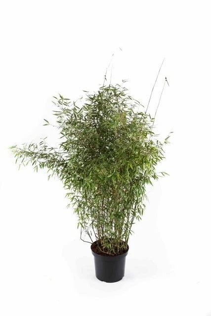 Niet Woekerende Bamboe (Fargesia 'Jiuzhaigou') 11 Niet Woekerende Bamboe (Fargesia 'Jiuzhaigou') - Image 9