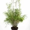 Niet Woekerende Bamboe (Fargesia Murieliae 'Simba') -Garden Plants Series Store fargesiasimba01 2