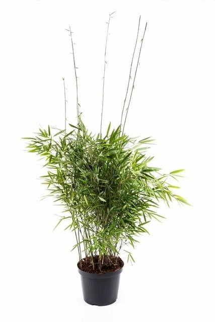 Niet Woekerende Bamboe (Fargesia Nitida 'Trifina') 3 Niet Woekerende Bamboe (Fargesia Nitida 'Trifina')