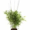Niet Woekerende Bamboe (Fargesia Nitida 'Trifina') -Garden Plants Series Store fargesiatrifina01