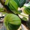 Vijg (Ficus Carica 'Panache') -Garden Plants Series Store ficus caira panachee 1