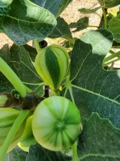 Vijg (Ficus Carica 'Panache') 10 Vijg (Ficus Carica 'Panache') -Garden Plants Series Store ficus caira panachee 2 1