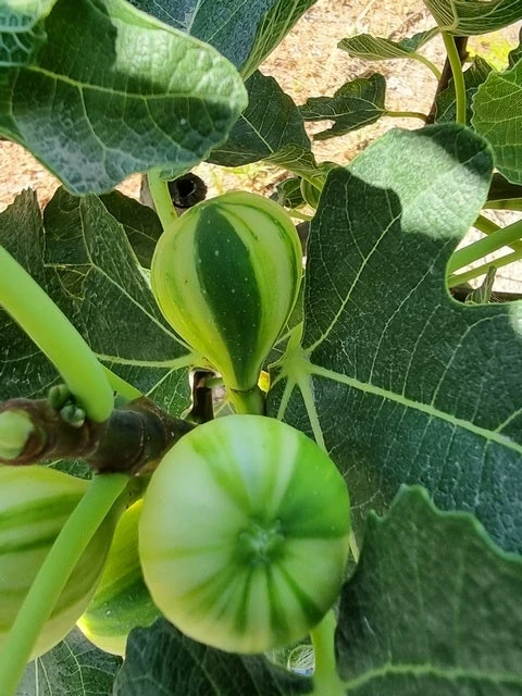 Vijg (Ficus Carica 'Panache') 5 Vijg (Ficus Carica 'Panache') - Image 3