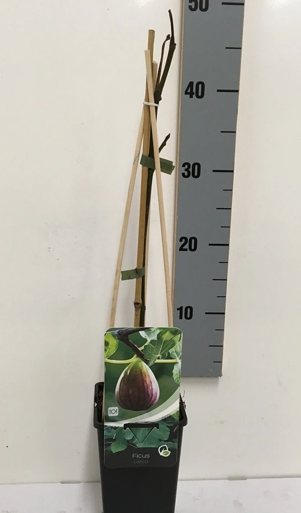 Vijg (Ficus Carica) 9 Vijg (Ficus Carica) - Image 7