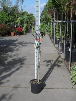 Vijg Op Stam (Ficus Carica) -Garden Plants Series Store ficus carica halfstam c15