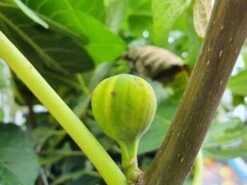 Vijg (Ficus Carica 'Panache') 11 Vijg (Ficus Carica 'Panache') -Garden Plants Series Store ficuscaricapanache01 1