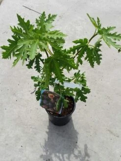 Vijg (Ficus Carica 'Ice Crystal') -Garden Plants Series Store ficusicecrystal03 1