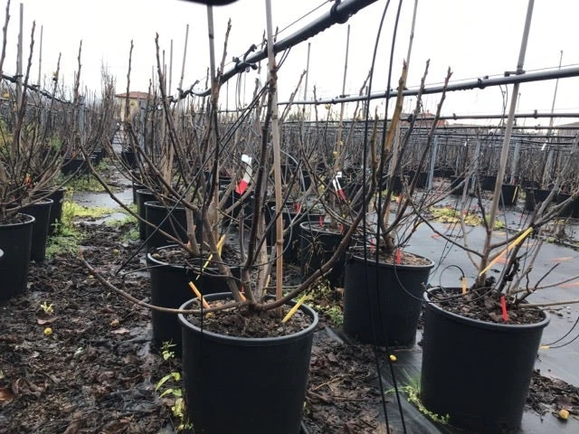 Vijg (Ficus Carica 'Panache') 8 Vijg (Ficus Carica 'Panache') - Image 6