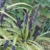 Leliegras (Liriope Muscari 'Variegata') -Garden Plants Series Store fm 937611 2 1