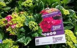 Hortensia Rood (Hydrangea 'Forever&Ever') -Garden Plants Series Store foreverandever red01b